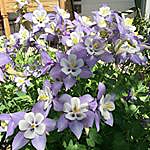 Columbine